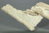 Fossil Squirrel-Like Mammal Jaws With Camelid Leg Bones - Wyoming #269861-1